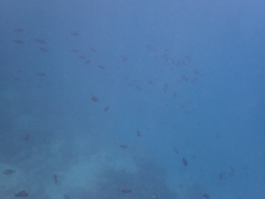 Acanthurus nigrofuscus