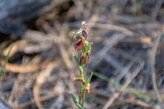 Pterostylis sanguinea