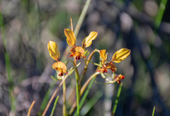Diuris