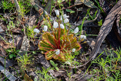 Drosera macrophylla