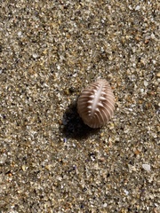 Pusula solandri