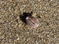 Pusula solandri