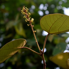 Mallotus macrostachyus