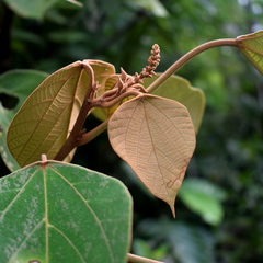 Mallotus macrostachyus