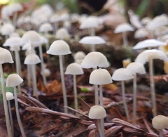 Mycena clavicularis