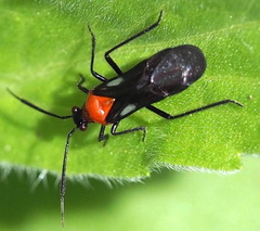 Trilaccus mimeticus