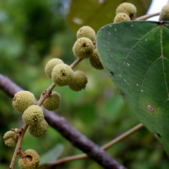 Mallotus macrostachyus