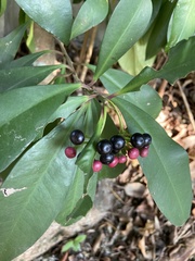 Ardisia squamulosa