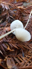 Mycena clavicularis