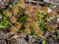 Drosera stolonifera