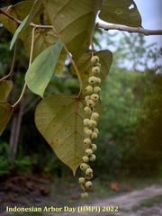 Mallotus macrostachyus