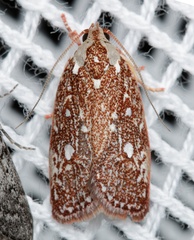 Euchaetis metallota