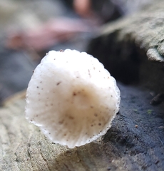 Mycena clavicularis