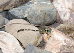 Hemigomphus heteroclytus