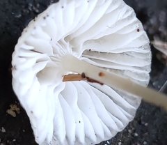 Mycena clavicularis