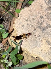 Forficula auricularia