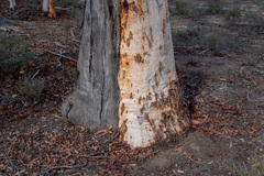 Eucalyptus wandoo