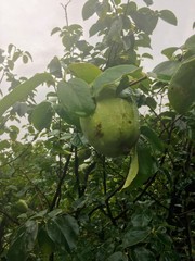 Pseudocydonia sinensis