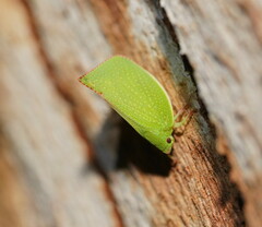 Siphanta acuta