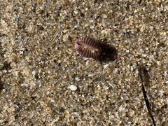 Pseudopusula californiana