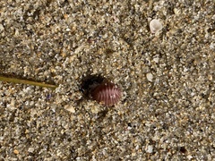 Pseudopusula californiana