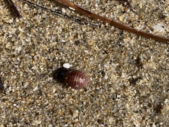 Pseudopusula californiana