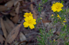 Hibbertia hypericoides hypericoides
