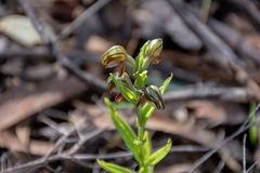 Pterostylis sanguinea