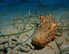 Apostichopus parvimensis