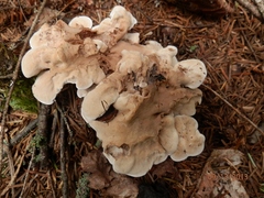 Phellodon fuligineoalbus