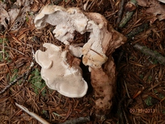 Phellodon fuligineoalbus