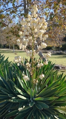 Yucca gloriosa