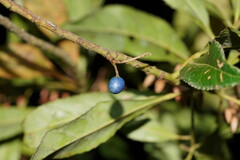 Elaeocarpus reticulatus