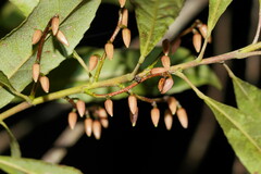 Elaeocarpus reticulatus