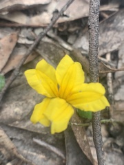 Goodenia lanata