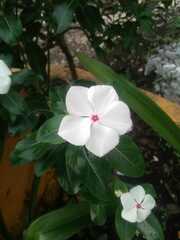 Catharanthus roseus