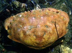 Metacarcinus anthonyi