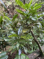 Codiaeum variegatum pictum