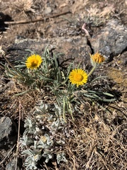 Erigeron chrysopsidis brevifolius