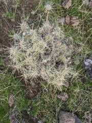 Opuntia × columbiana