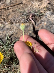 Erigeron chrysopsidis brevifolius