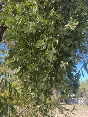 Phoradendron macrophyllum