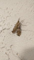 Scybalistodes periculosalis