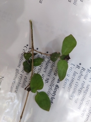 Coprosma rotundifolia