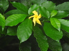 Tabernaemontana glabra