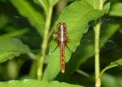 Rhodothemis lieftincki