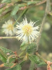 Mimosoideae