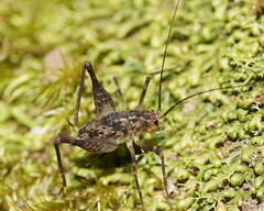 Macropathinae