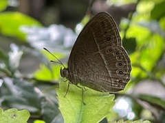 Mycalesis janardana