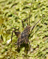 Macropathinae